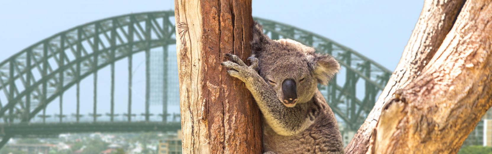 Koala auf einem Baum, im Hintergrund Sydney Harbour Bridge