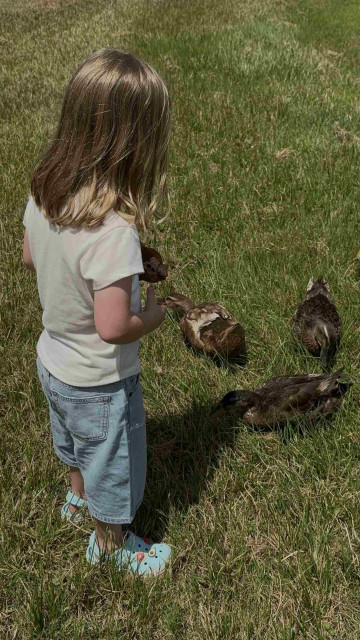 Amelies Gastkind mit Enten auf Wiese