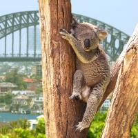 Koala auf einem Baum, im Hintergrund Sydney Harbour Bridge