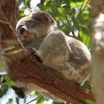 Koala in einem Baum